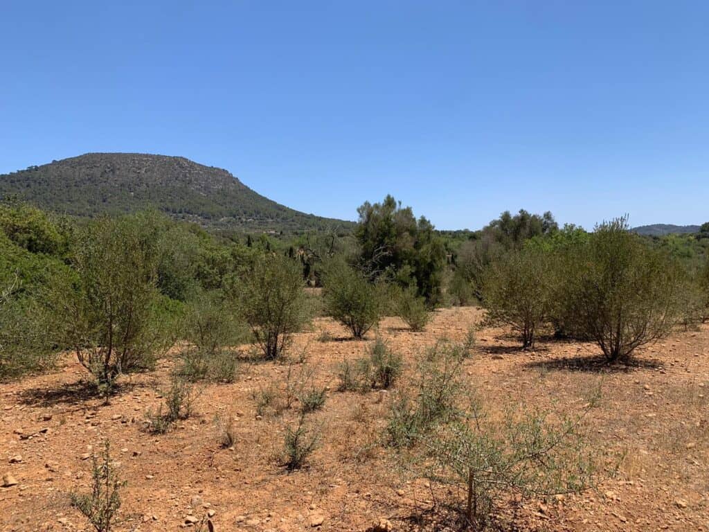 Plot for sale in Llucmajor