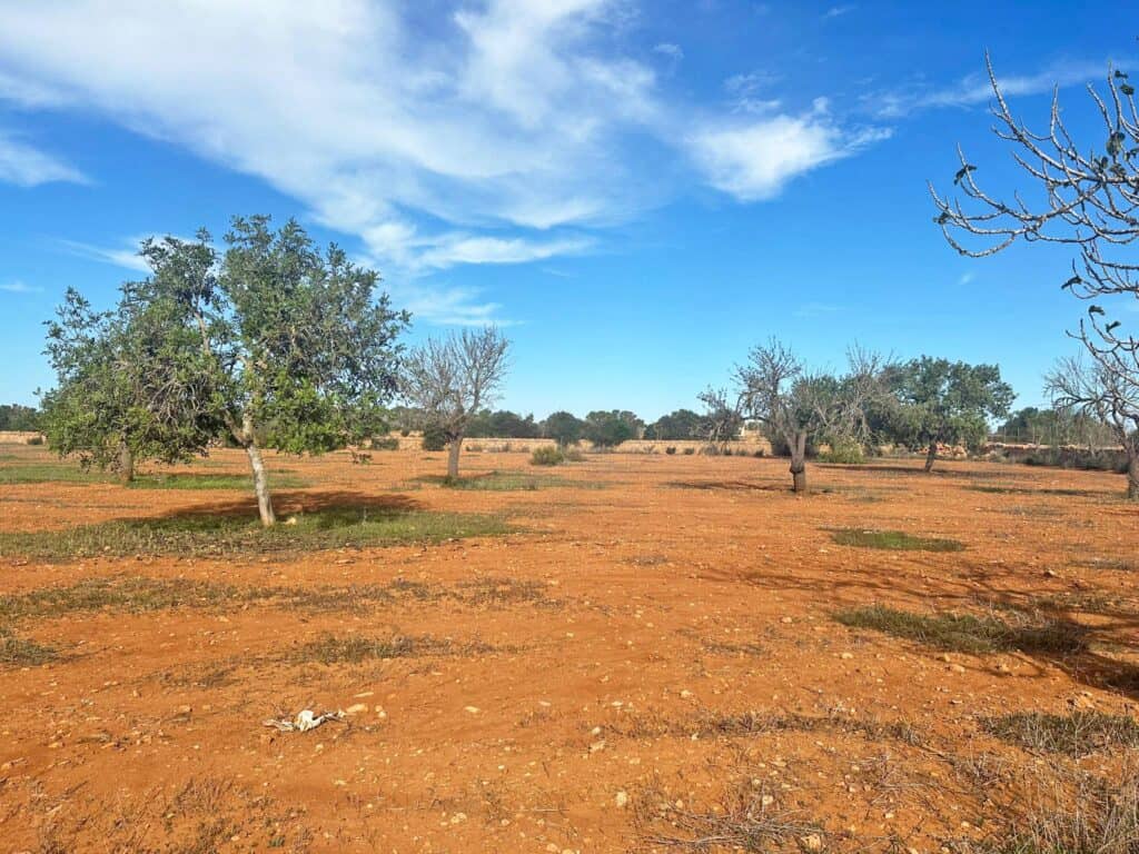 Plot for sale in Llucmajor