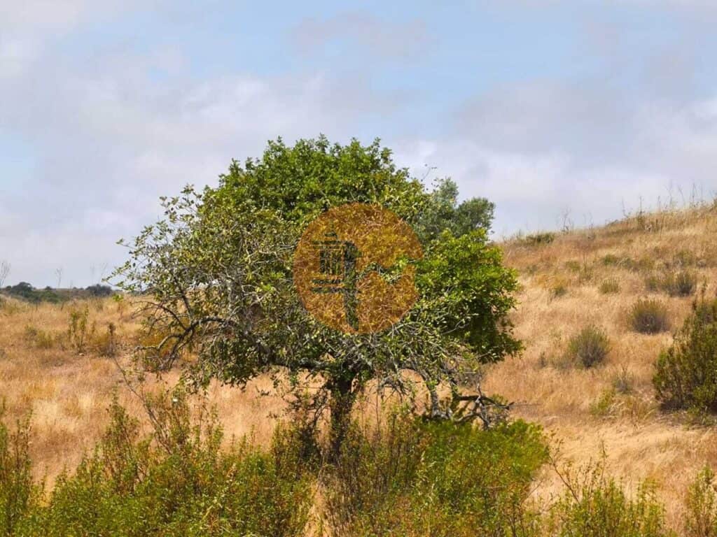 plot for Sale in Pisa Barro de Cima